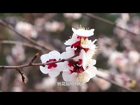 家中種桃花|【桃花樹風水】桃花樹風水：古代風水禁忌與現代居家桃花指南